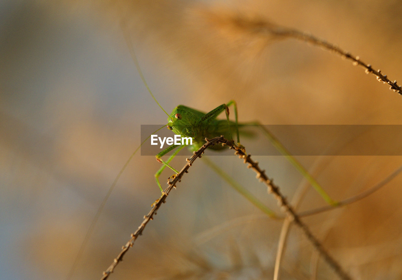 Close-up of insect