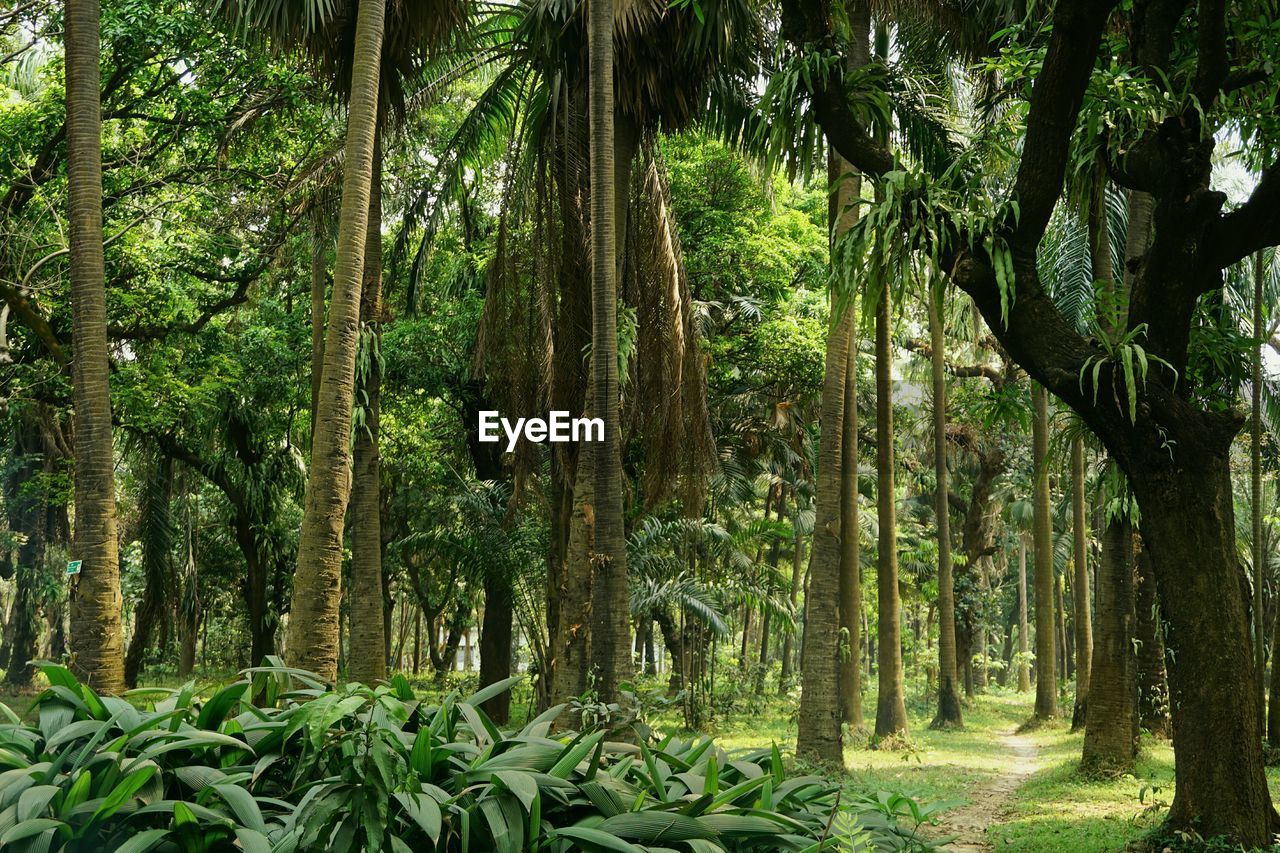 Trees in forest