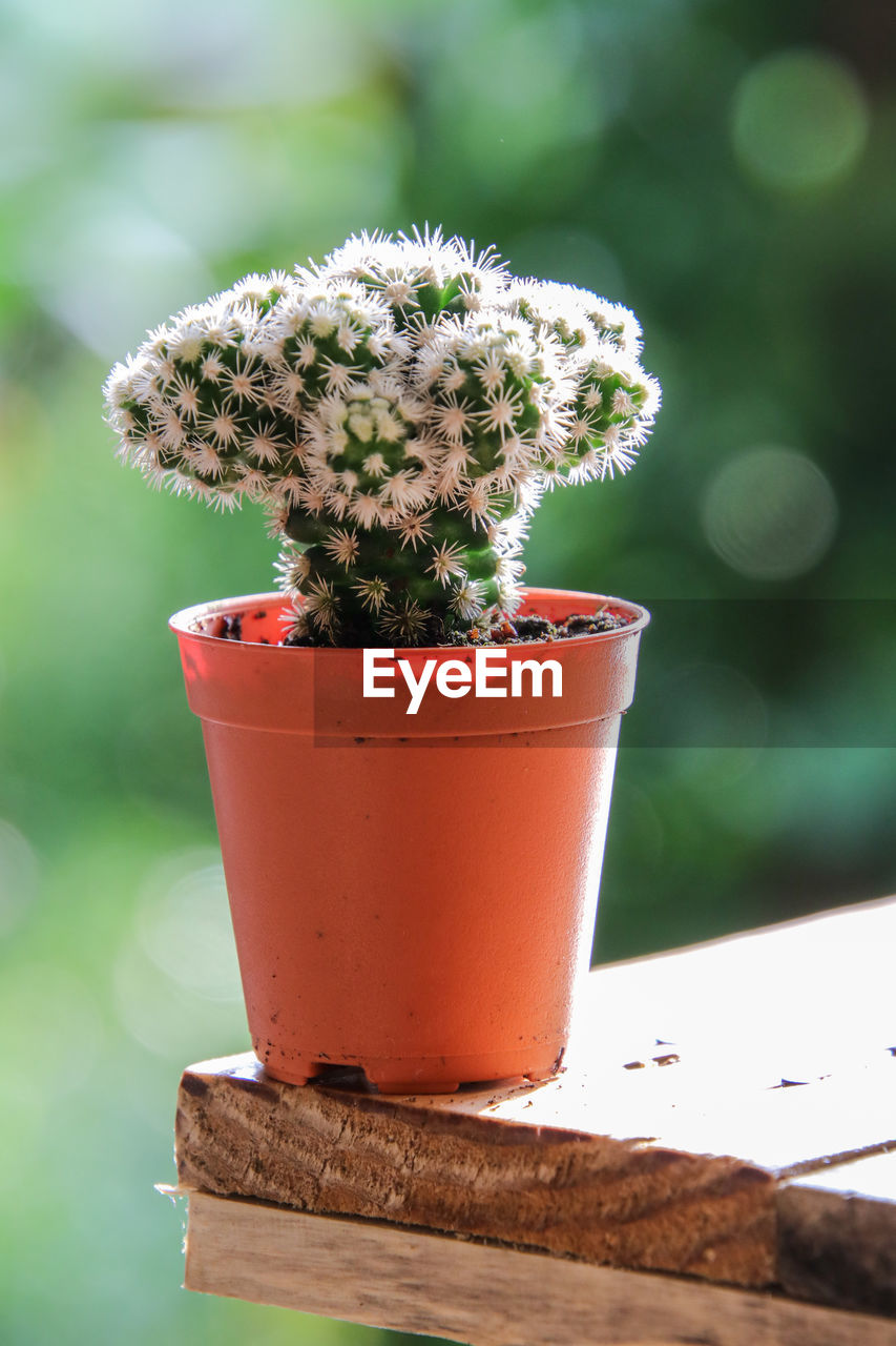 Close-up of potted plant