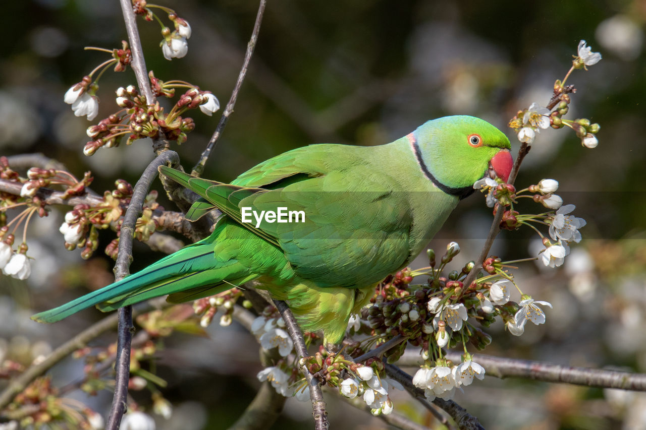 CLOSE-UP OF PARROT PERCHING ON TREE BRANCH