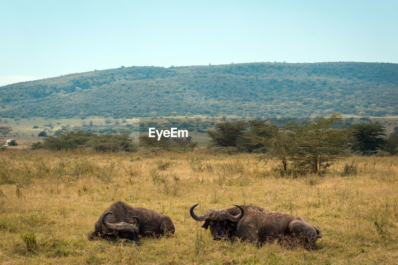 VIEW OF ANIMALS ON LANDSCAPE