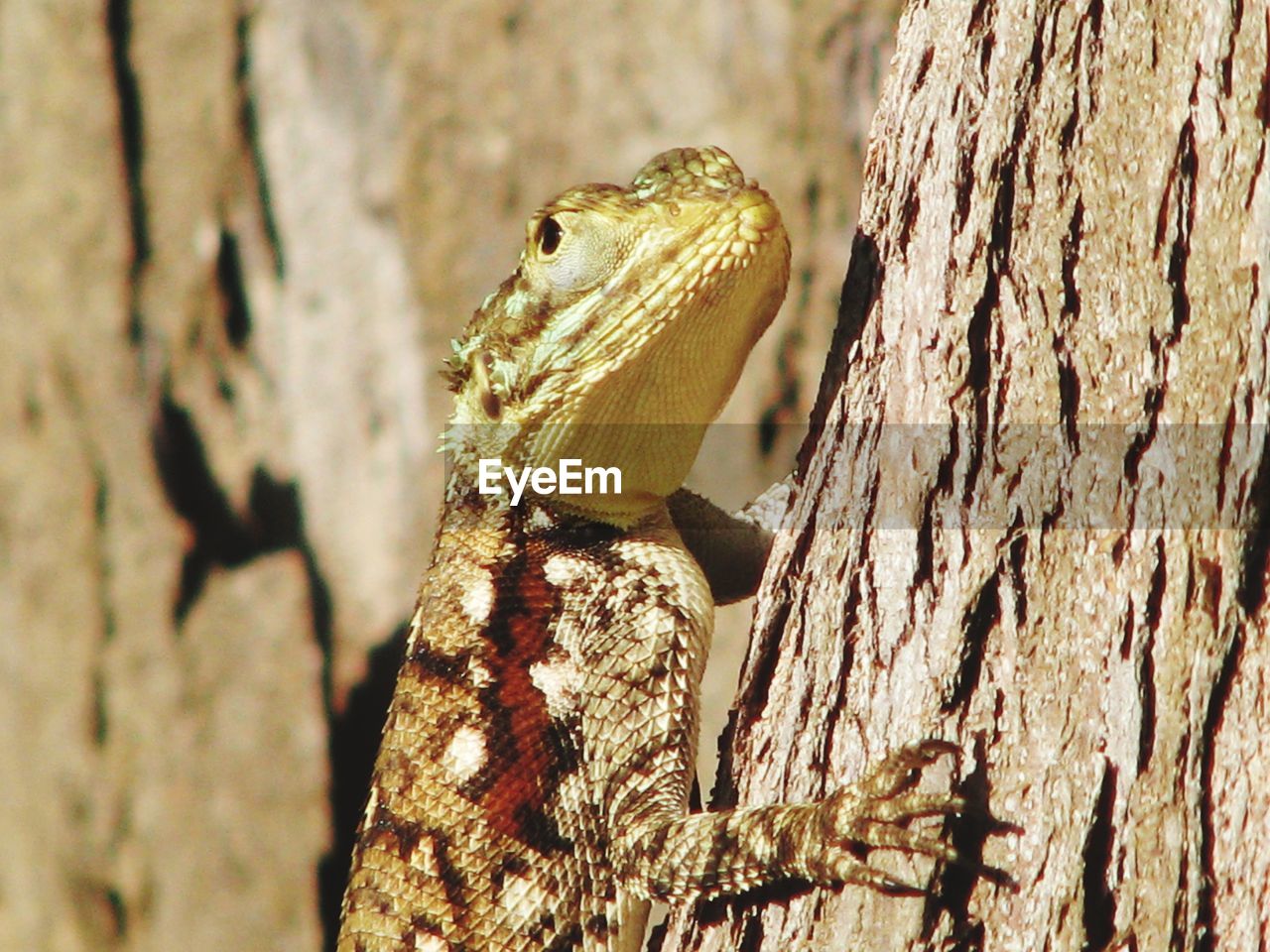 Close-up of butterfly on tree trunk