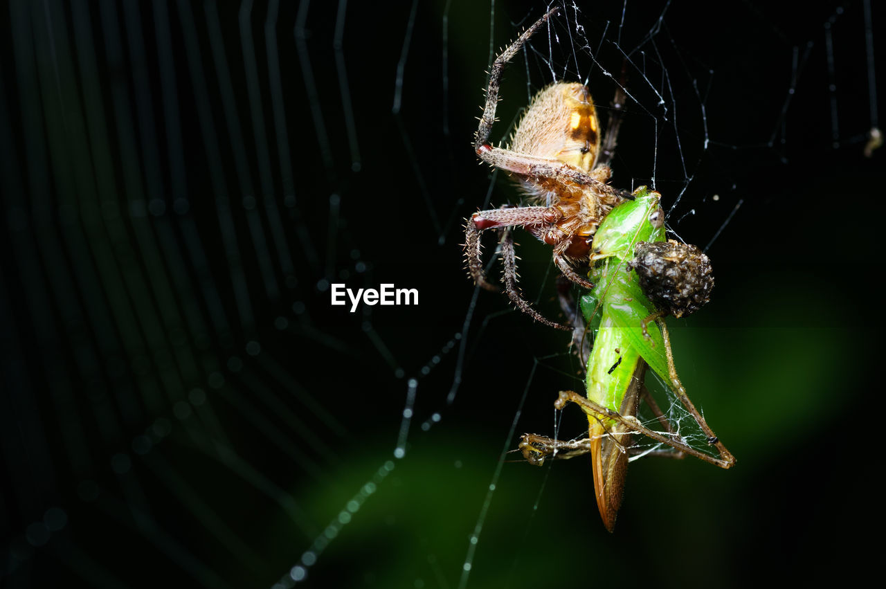 Close-up of spider and insect on web