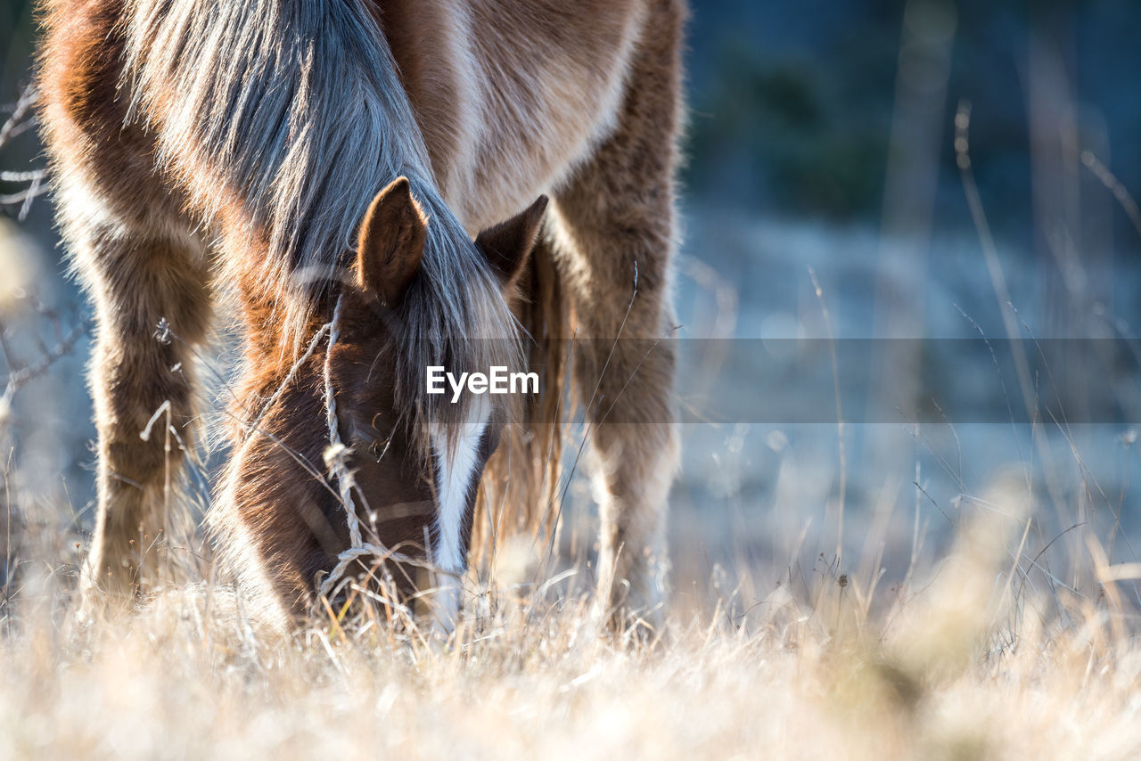 Close-up of horse grazing