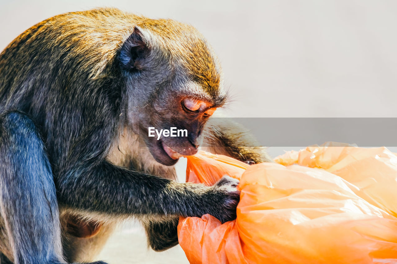 Close-up of monkey opening a plastic bag searching for food