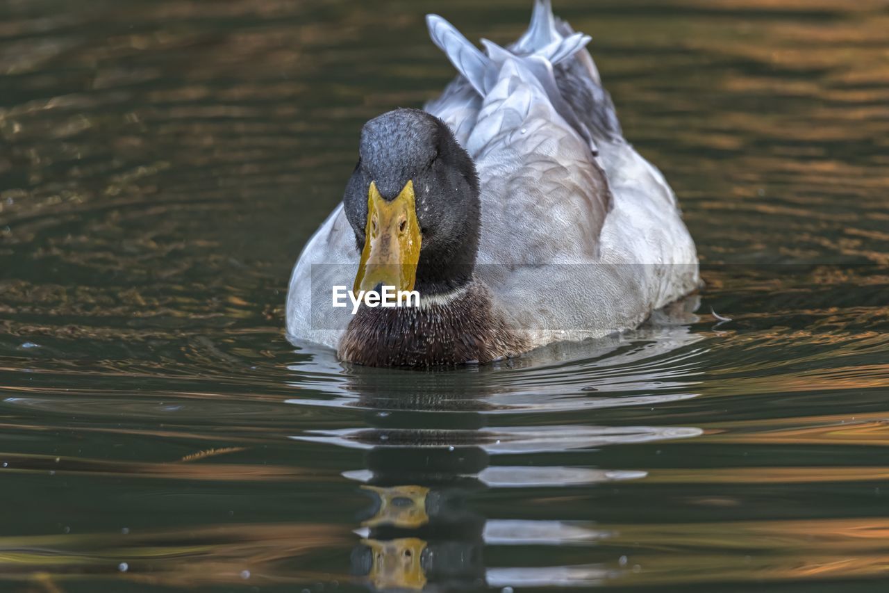 Duck swimming on lake