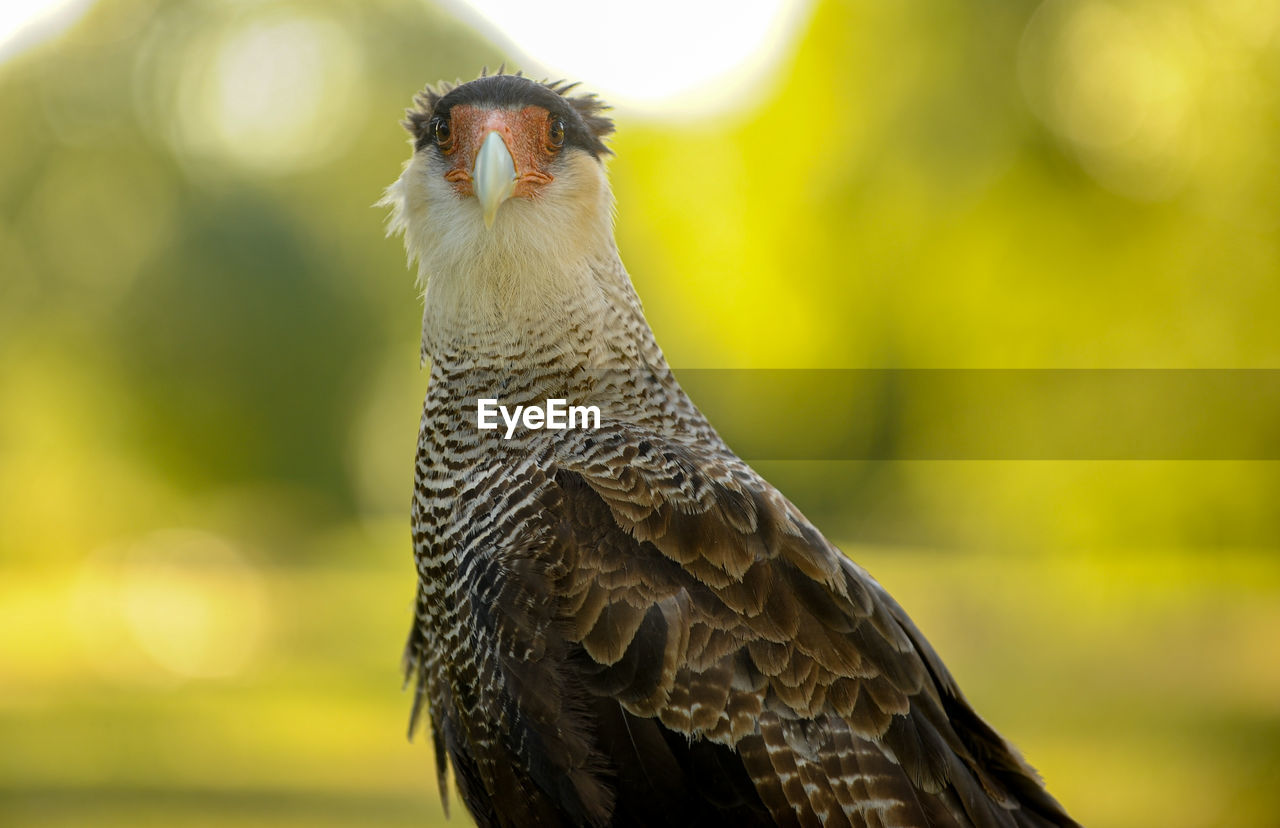 CLOSE-UP OF A OWL LOOKING AWAY