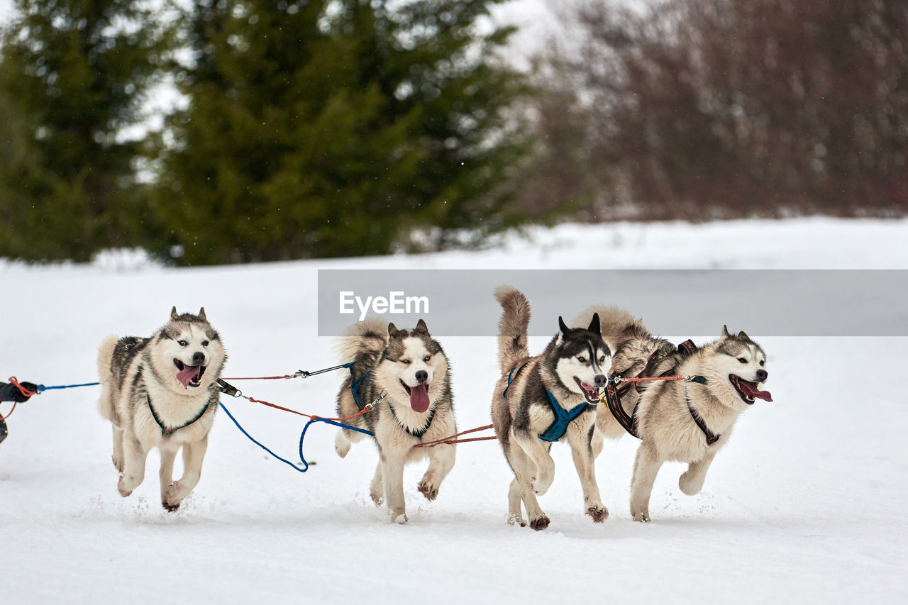 Running husky dog on sled dog racing. winter dog sport sled team competition. husky dog in harness