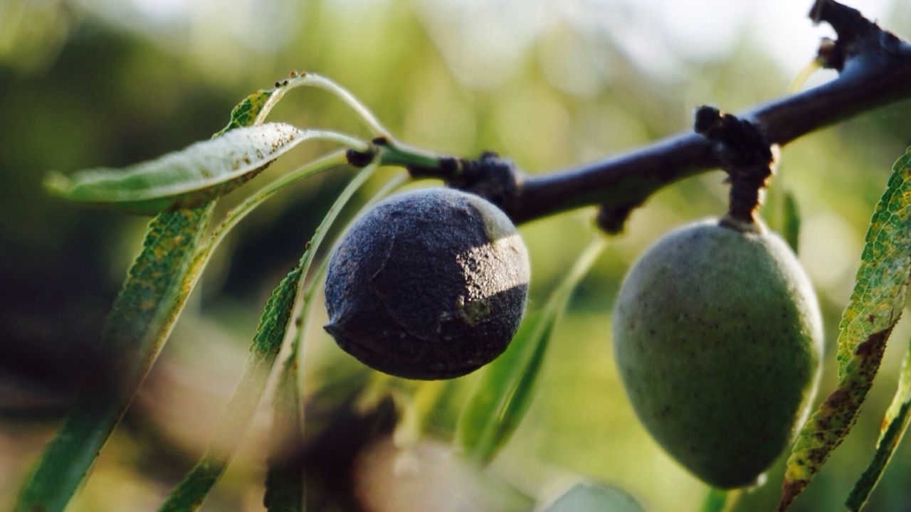 Close-up of fruits growing outdoors