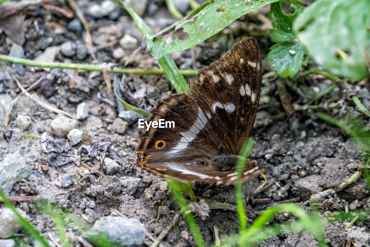 Purple emperor