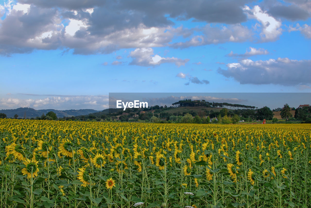 Scenic view of oilseed rape field against cloudy sky