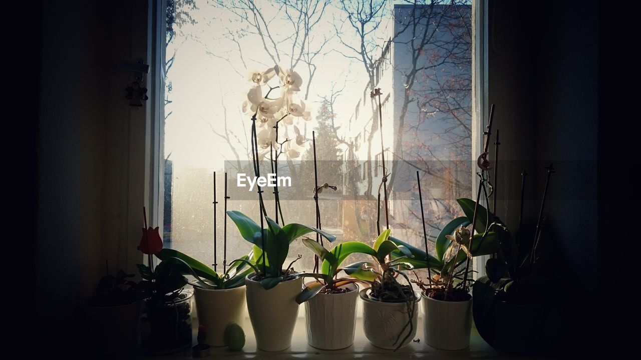 POTTED PLANT ON WINDOW SILL