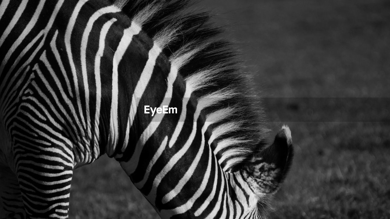 Close-up of zebra on field at night