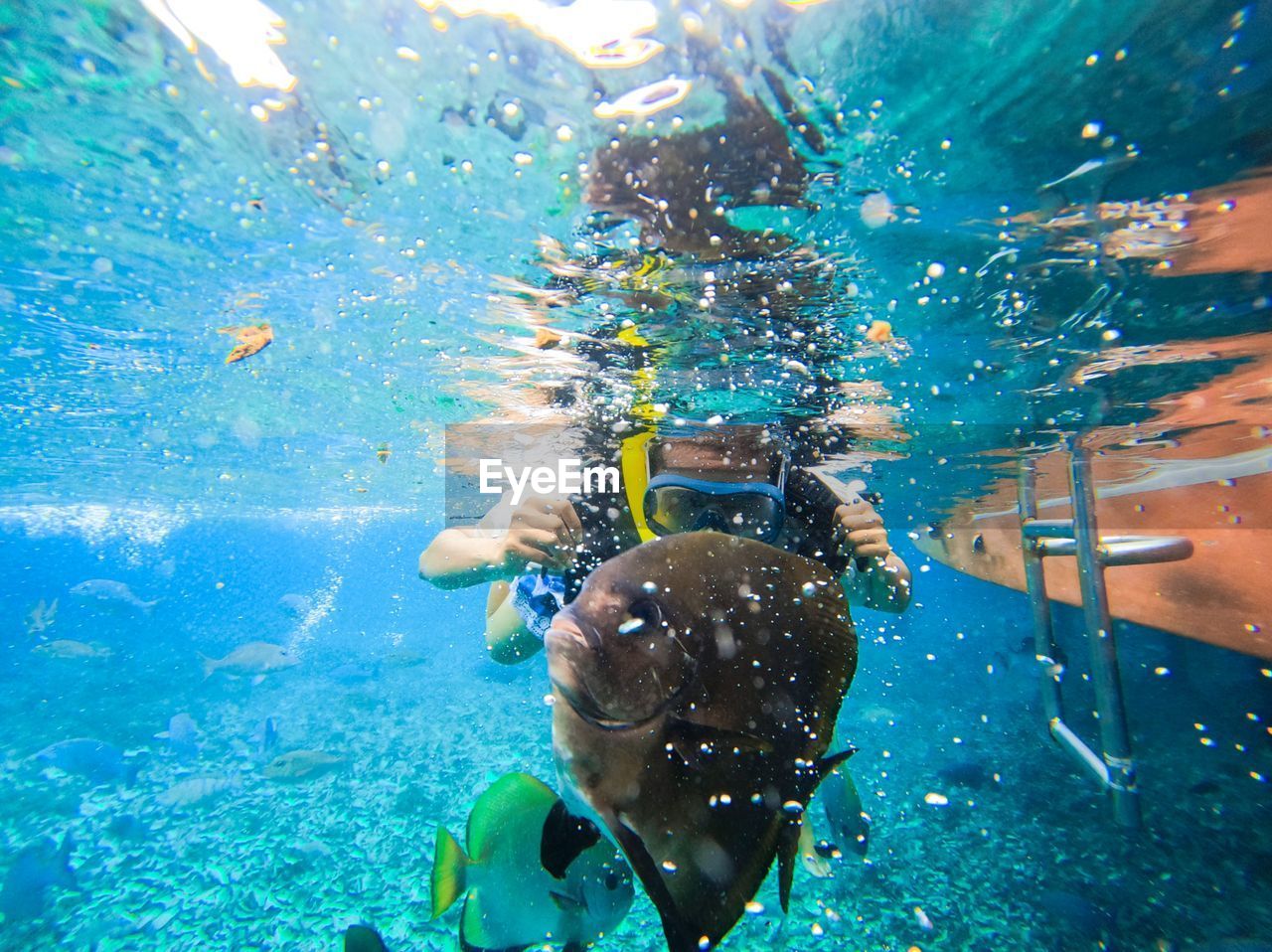 Diving to see fish, like in the aquarium in raja ampat, west papua