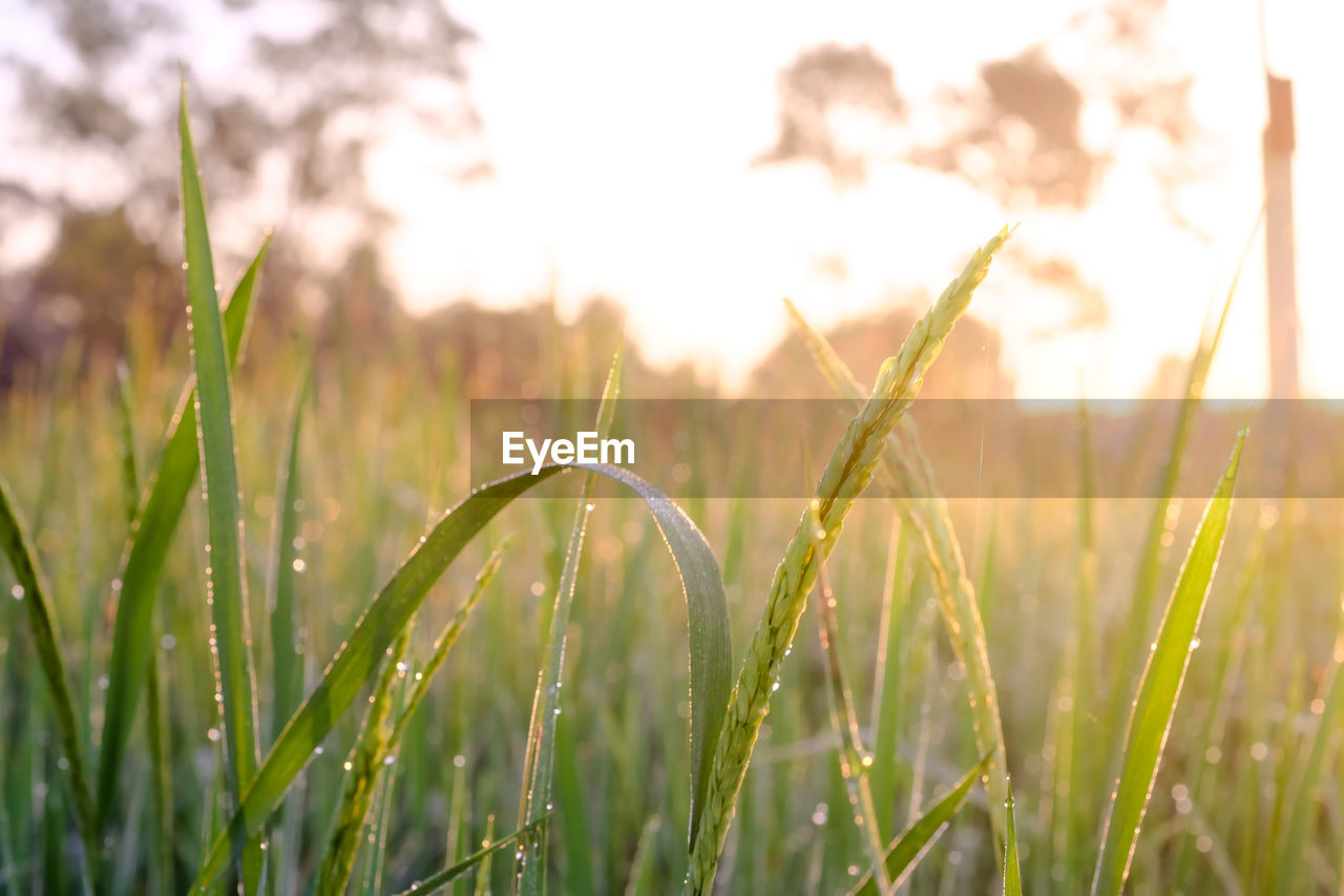 Close-up of wet grass on field