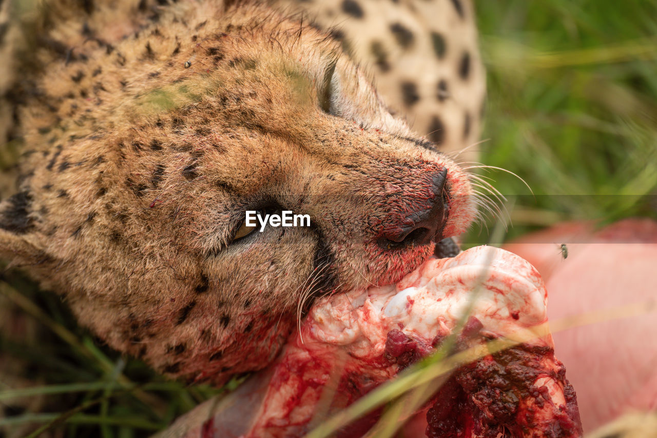 Close-up of cheetah chewing on bloody bone