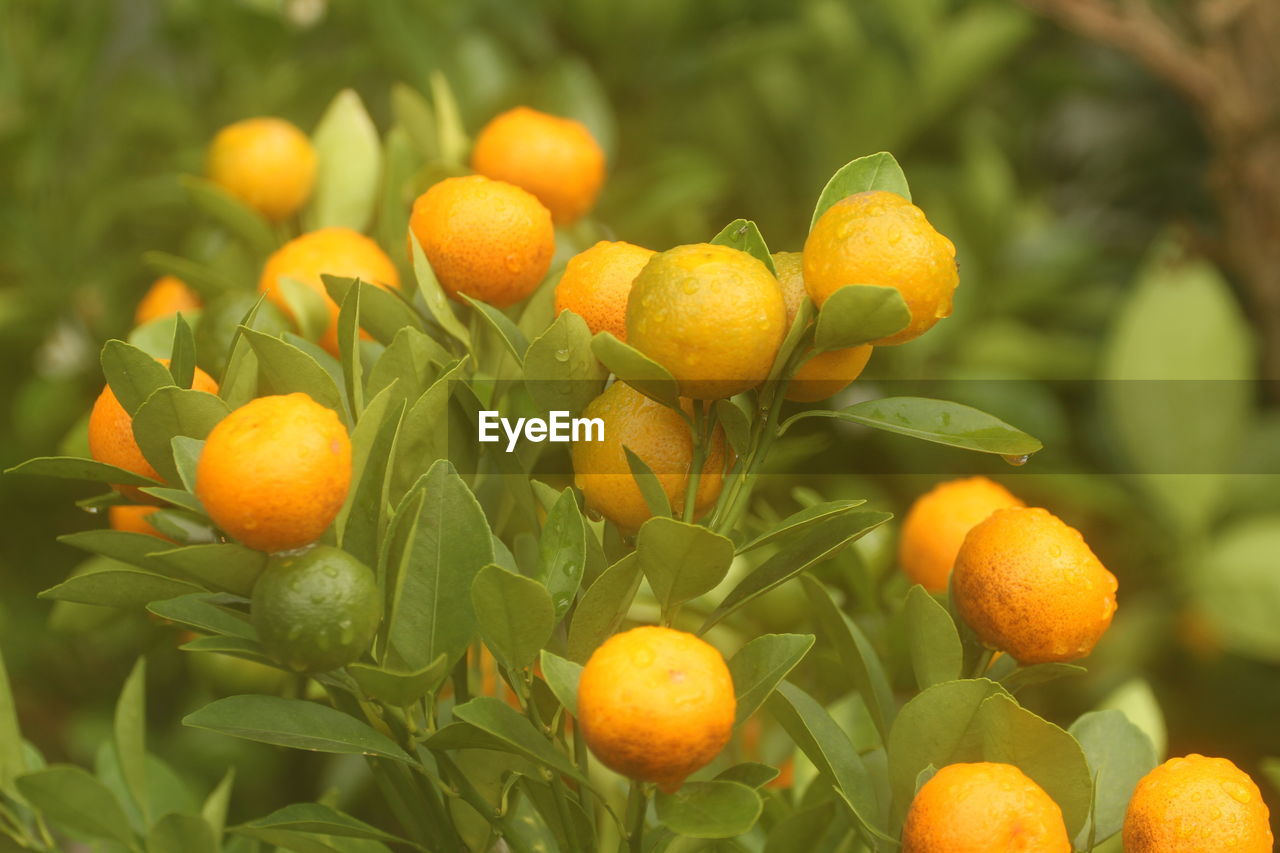 close-up of orange fruits on tree