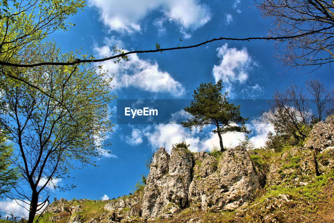 LOW ANGLE VIEW OF TREES IN FOREST AGAINST SKY