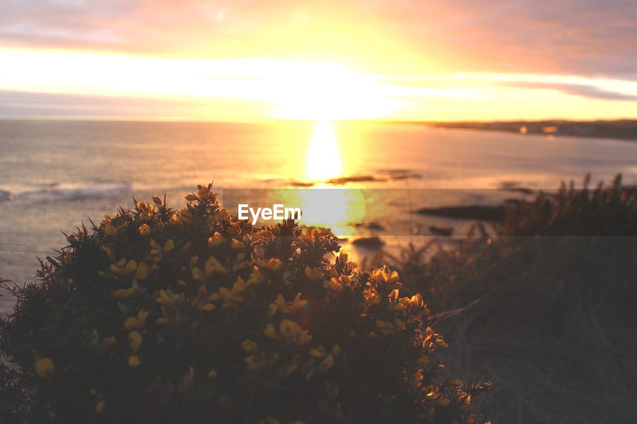 Scenic view of calm sea at sunset