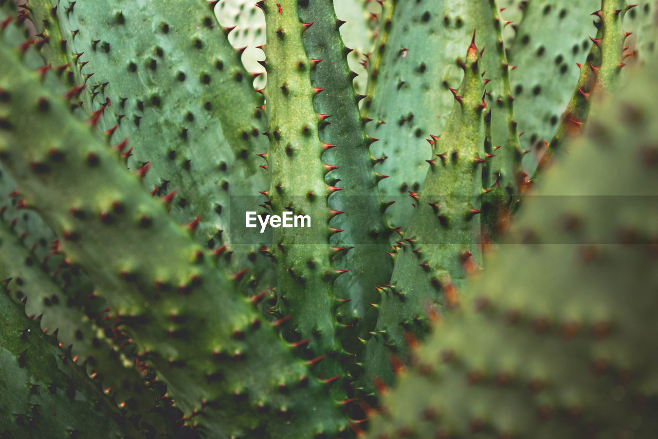 Close-up of succulent plant