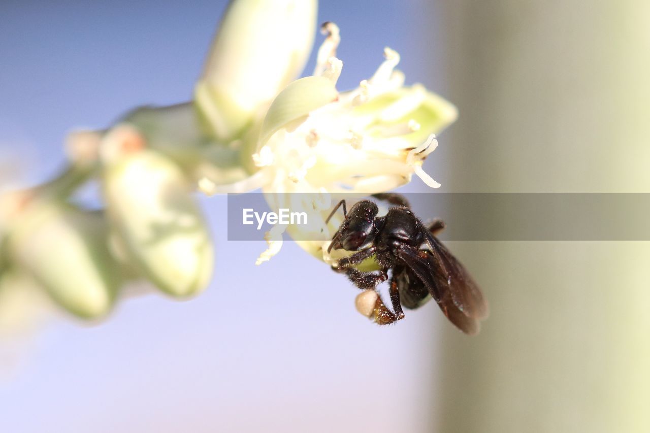 Bees in pollination process