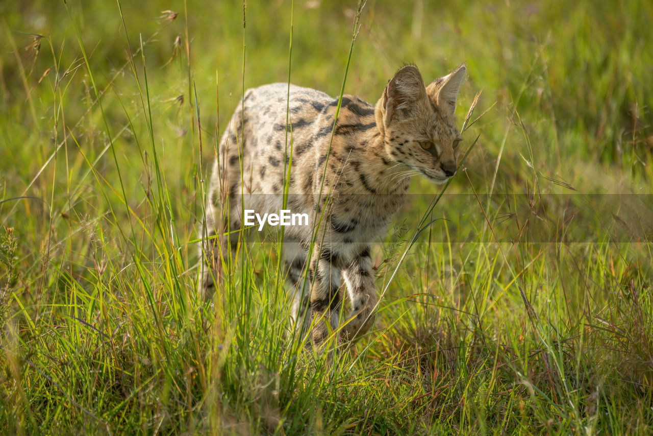 Serval walks through long grass staring ahead