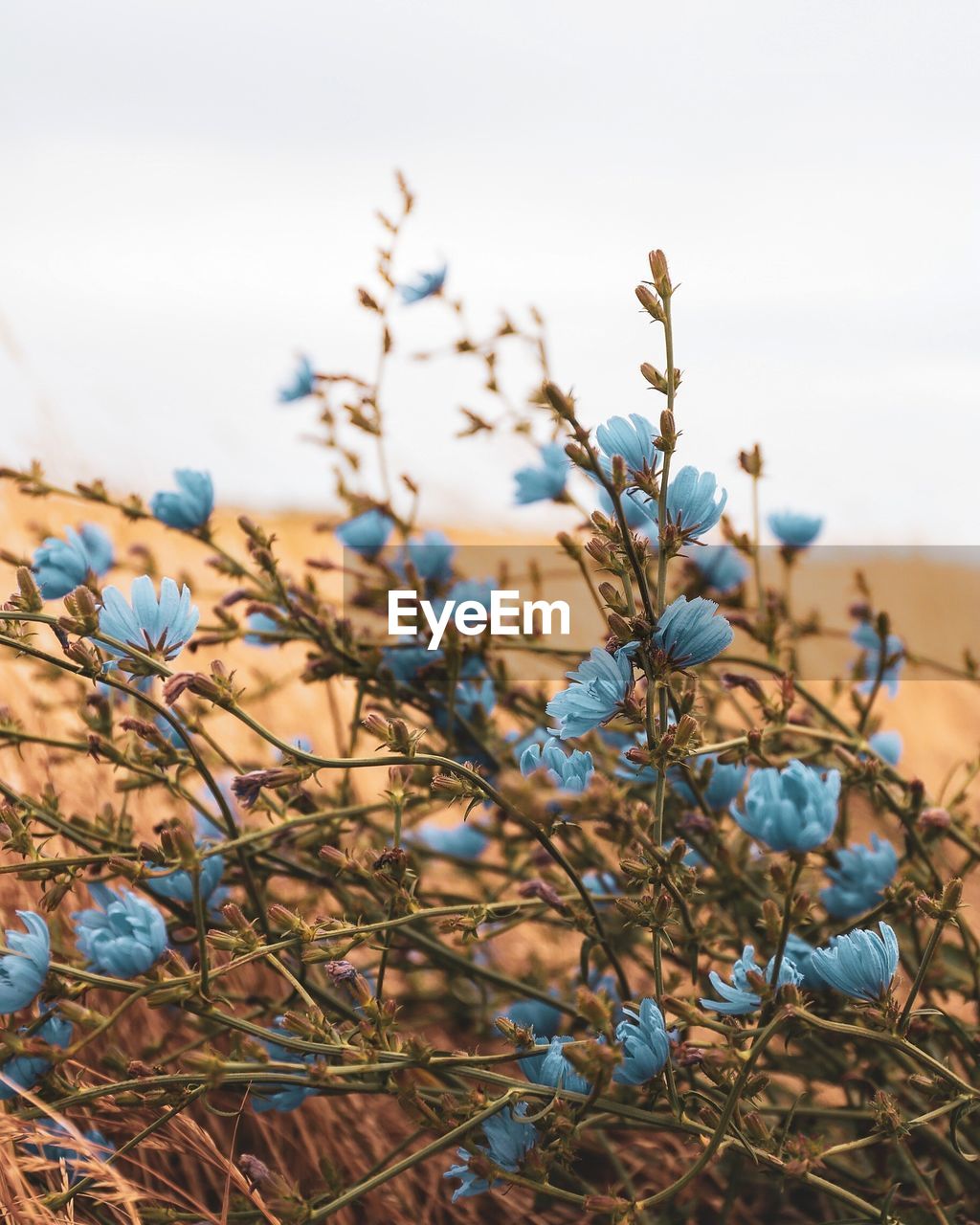 CLOSE-UP OF BLUE FLOWERING PLANT AGAINST SKY