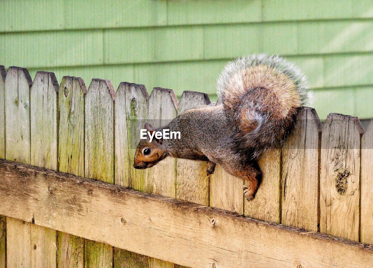 CLOSE-UP OF SQUIRREL ON WOOD BY WOODEN WALL
