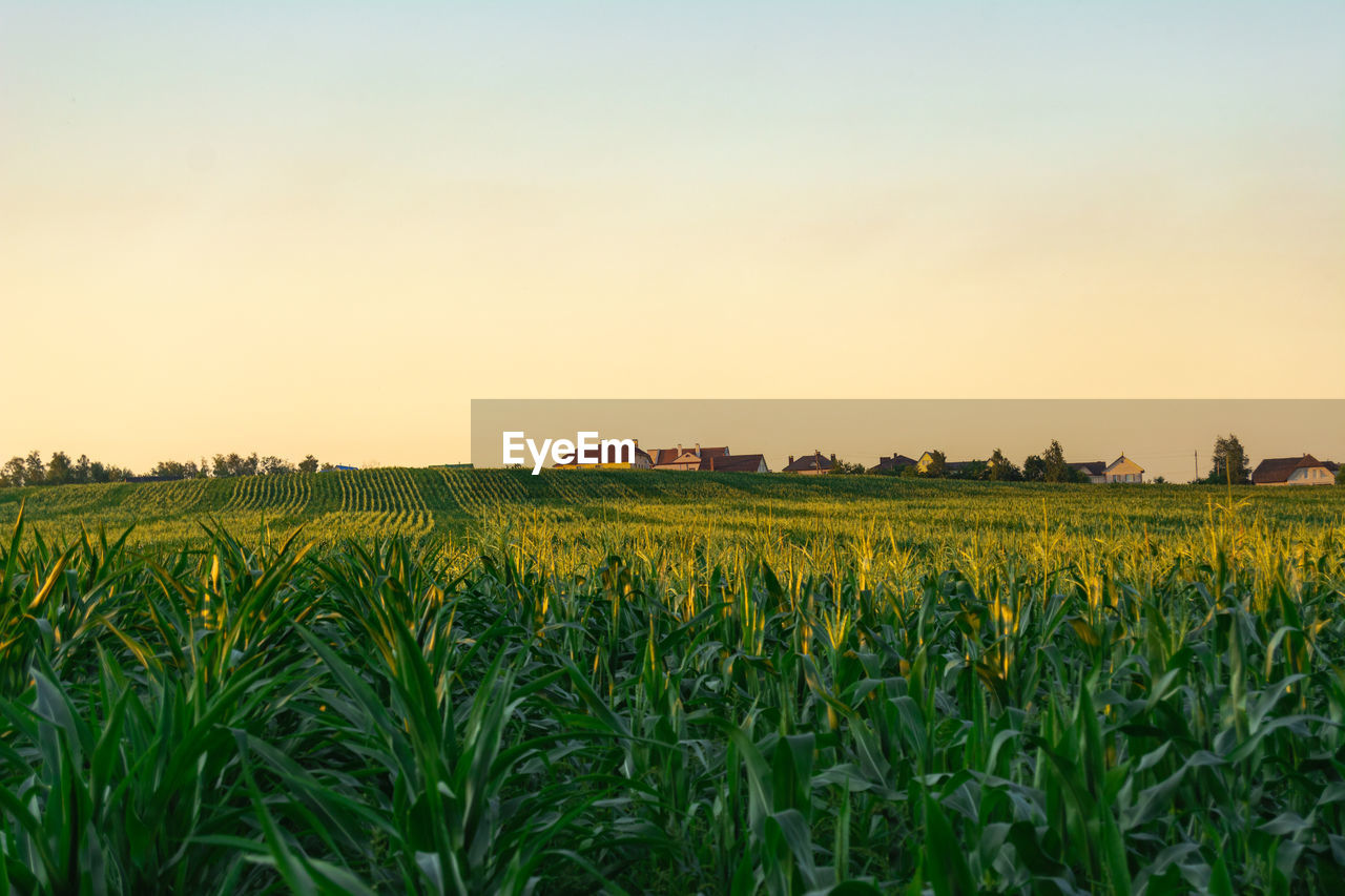 landscape, field, agriculture, sky, land, plant, rural scene, crop, environment, growth, nature, sunset, cereal plant, beauty in nature, scenics - nature, farm, food, tranquility, corn, grass, no people, food and drink, horizon, tranquil scene, rural area, idyllic, prairie, summer, vegetable, yellow, cloud, freshness, outdoors, sun, flower, sunlight, plain, clear sky, blue, urban skyline, abundance, barley, grassland, green, horizon over land, dusk, orange color, environmental conservation, social issues, meadow, in a row, non-urban scene, vibrant color, produce, twilight, tree, day