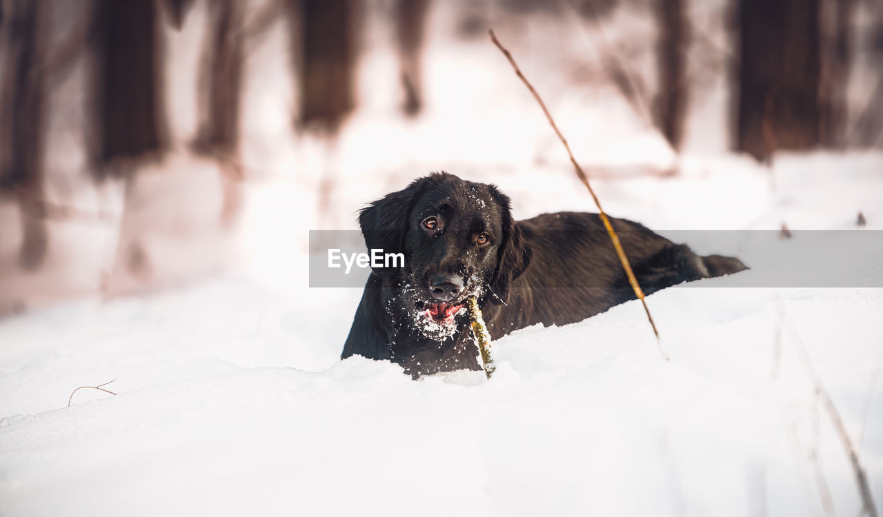 Portrait of dog in snow