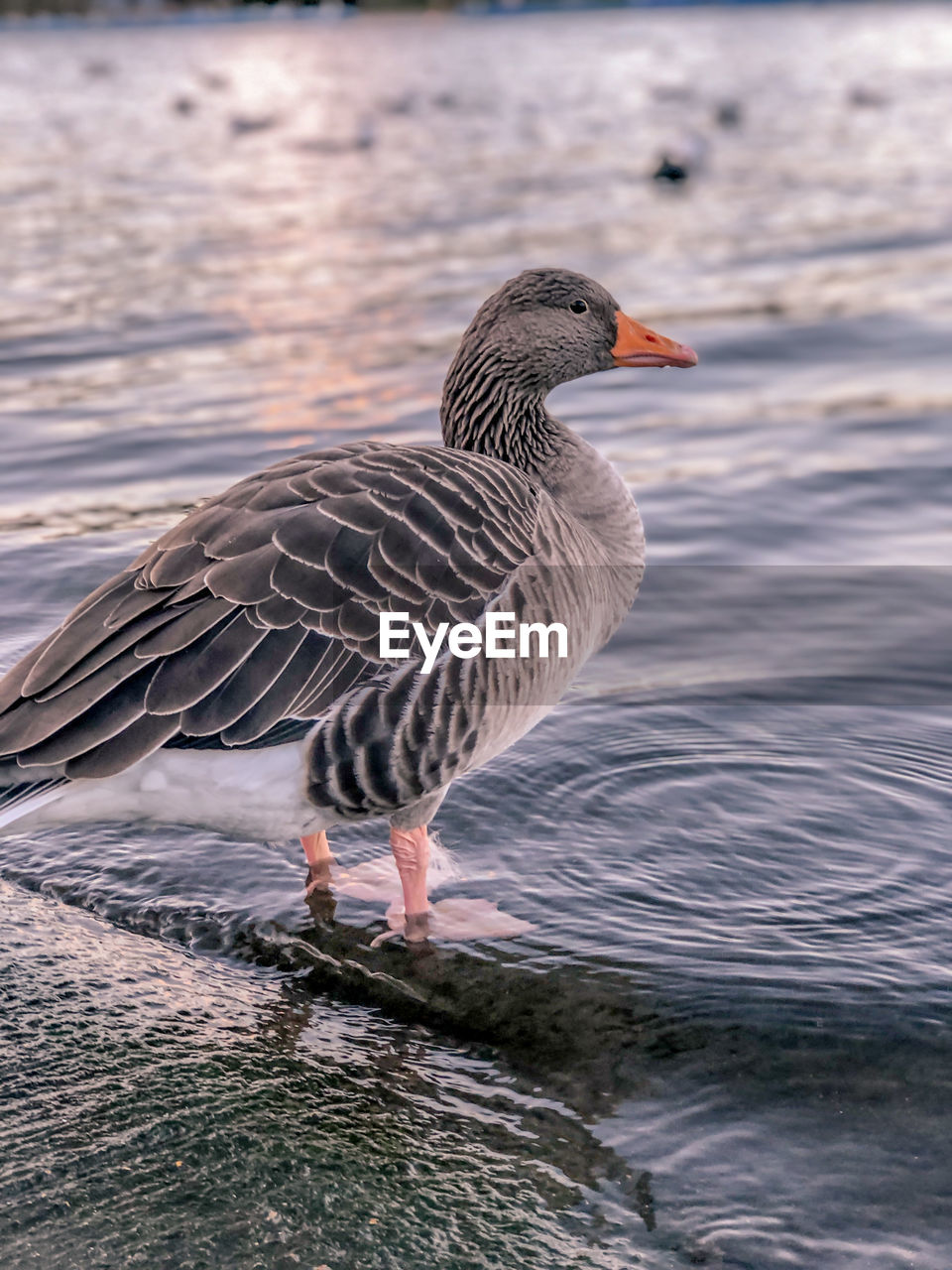 CLOSE-UP OF BIRD IN LAKE