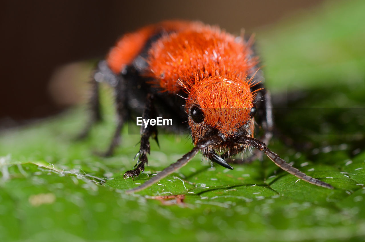 Close-up of velvet ant on leaf