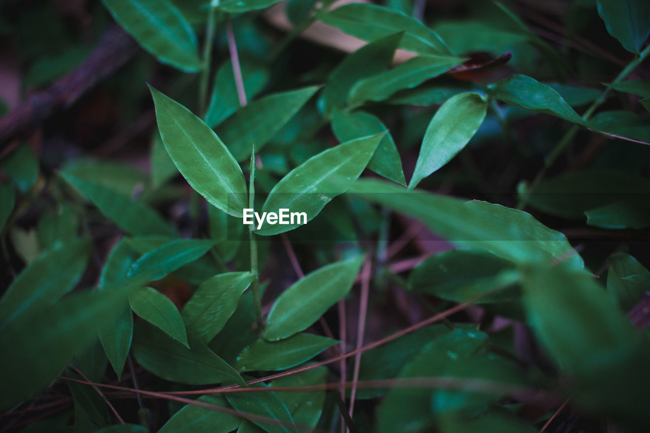 Close-up of fresh green leaves on plant