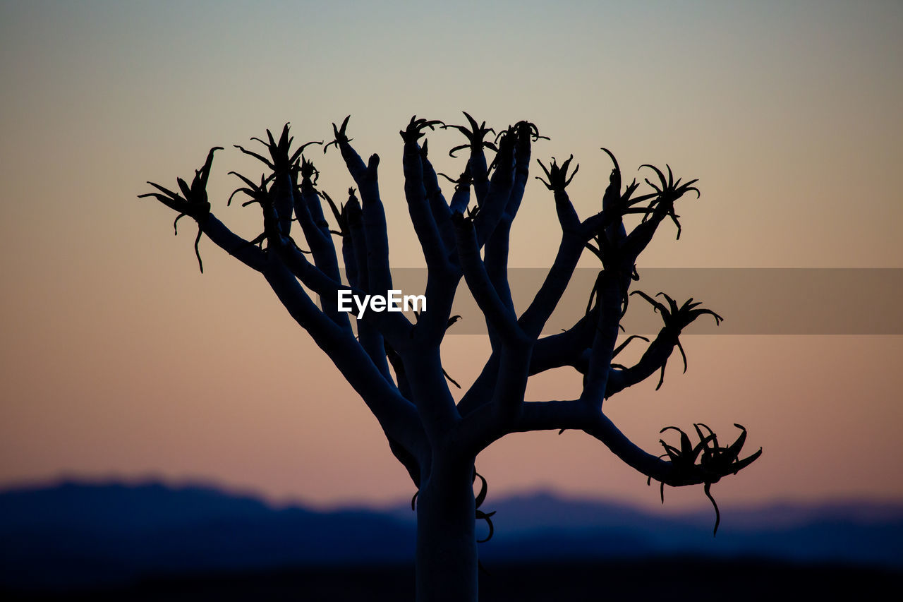 Silhouette bare tree against sky at sunset