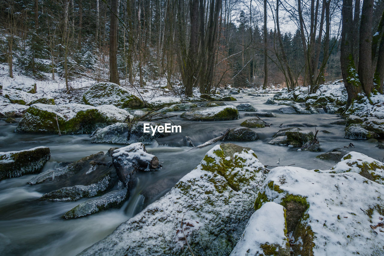 VIEW OF FROZEN RIVER IN FOREST
