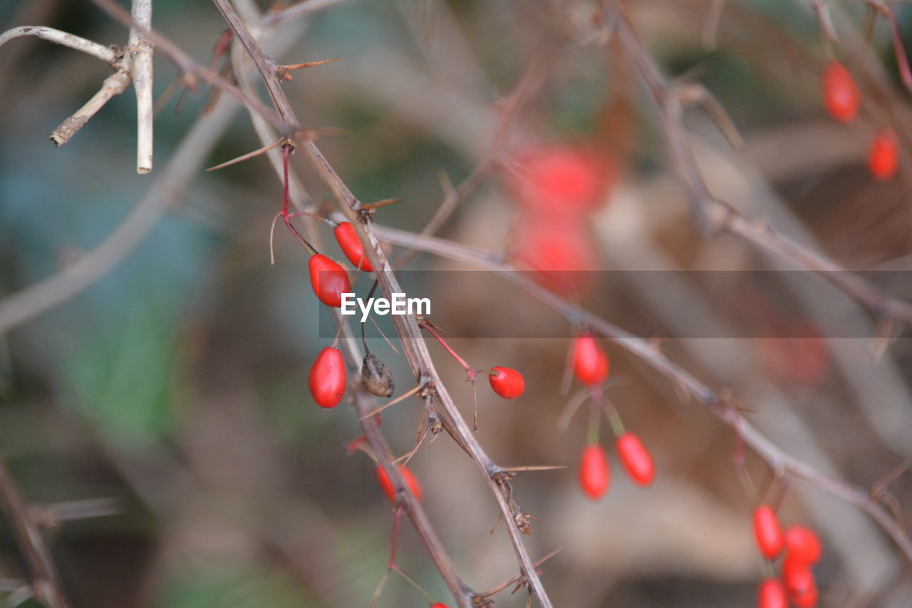 Close-up of red berries growing on tree