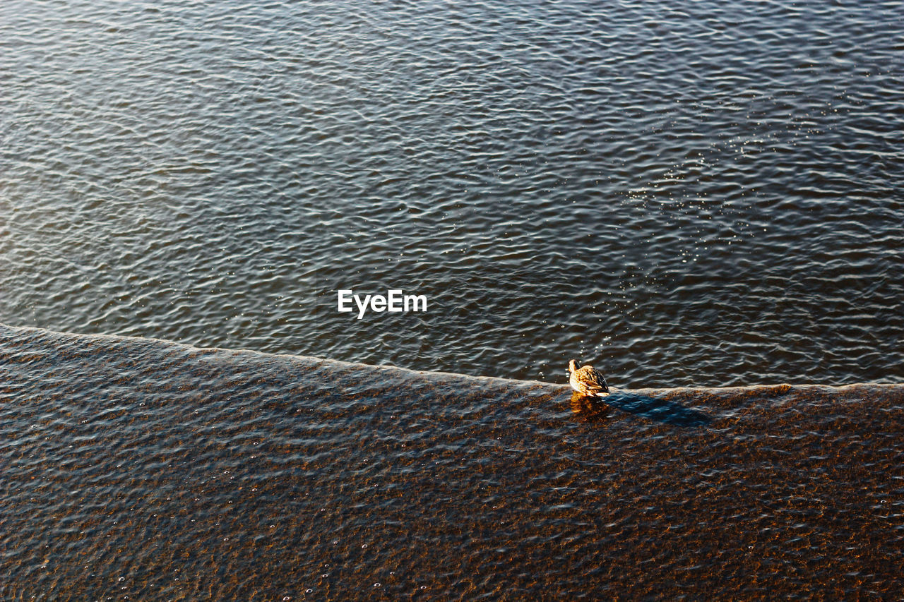 High angle view of bird in water