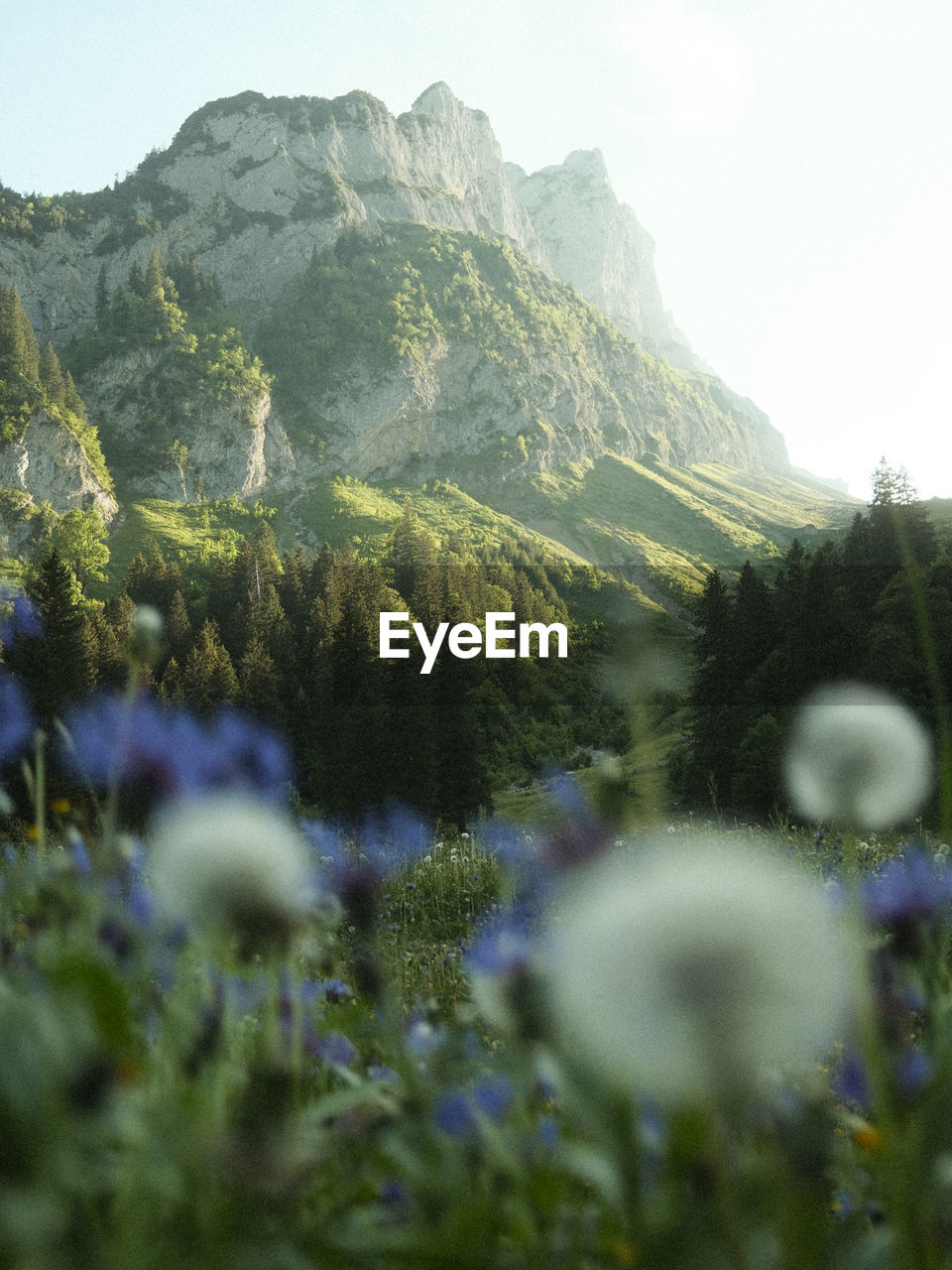 Scenic mountain view while hiking in appenzellerland in switzerland. shot on fujifilm x100v.