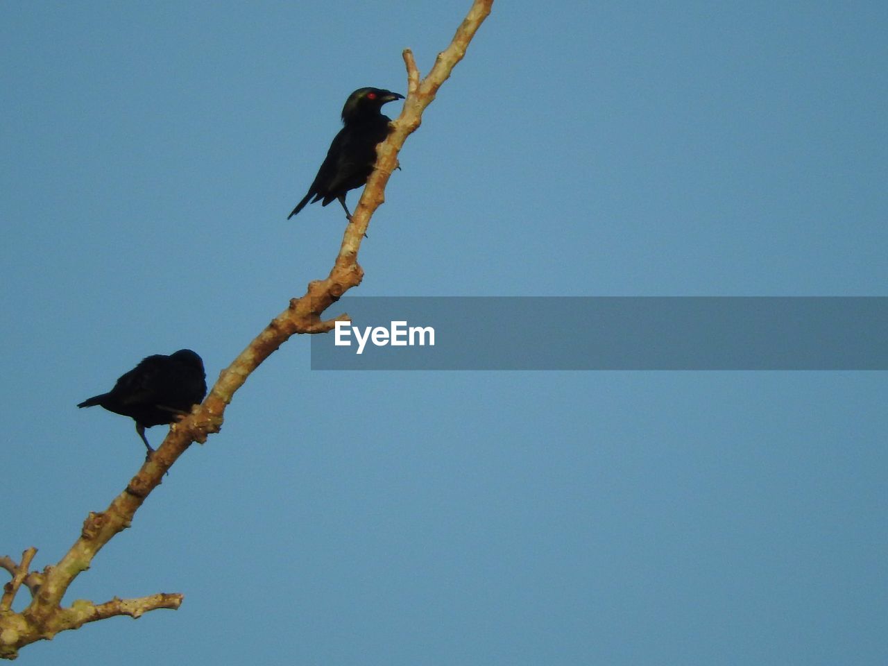 LOW ANGLE VIEW OF BIRD PERCHING ON BRANCH