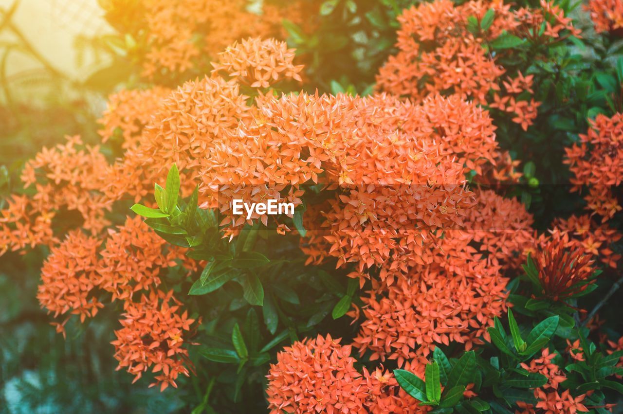 Close-up of marigold blooming outdoors