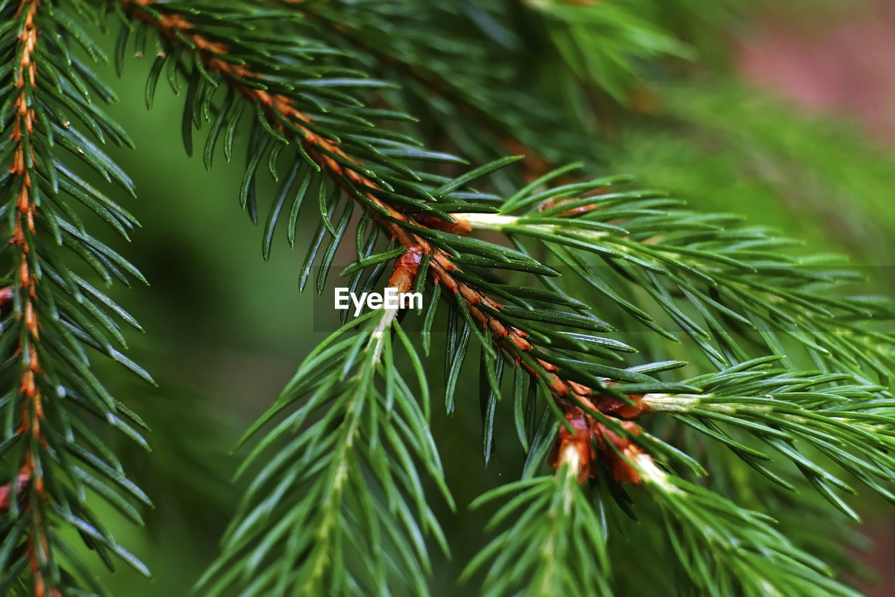 Close-up of pine tree