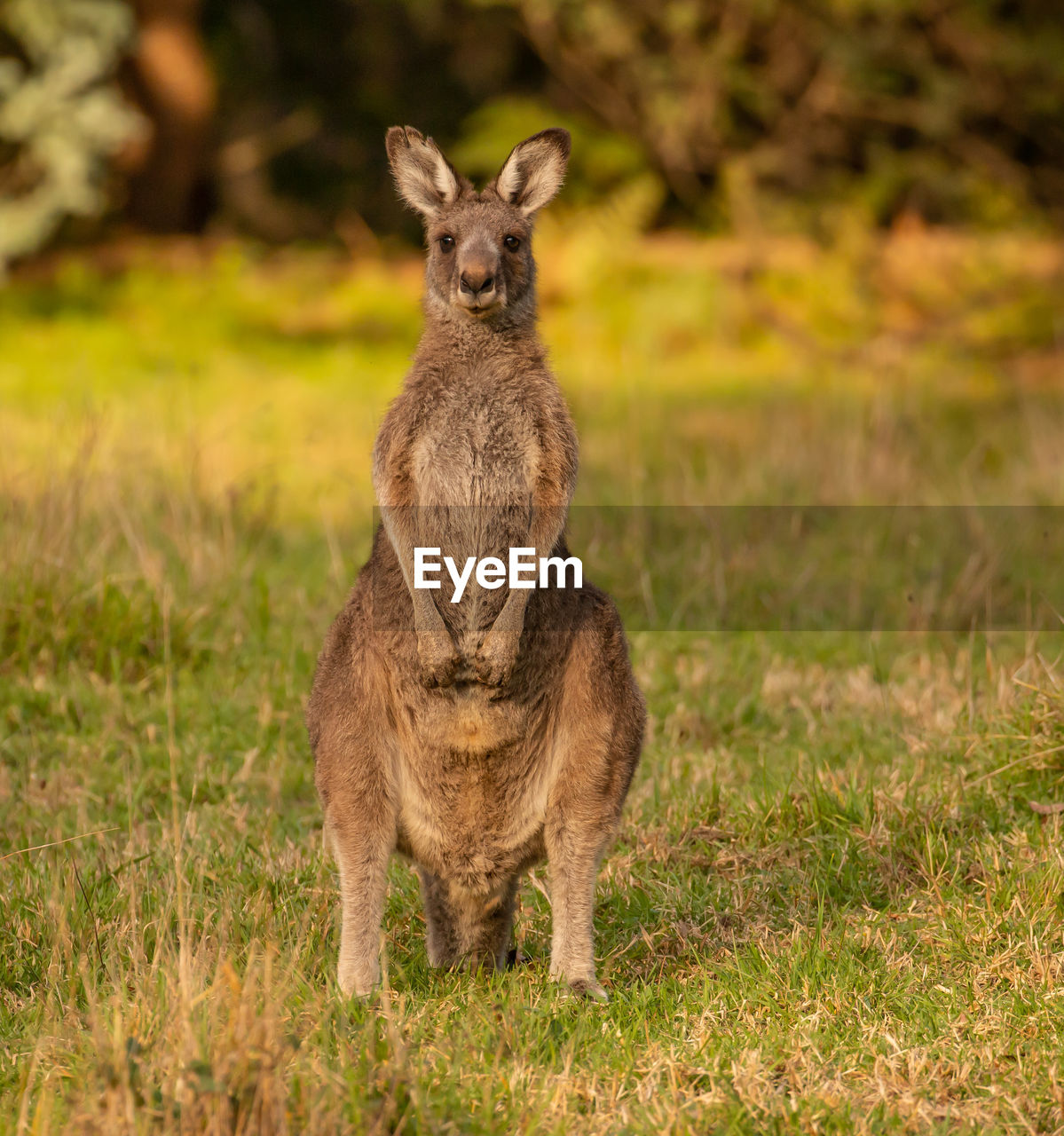 Portrait of kangaroo standing on field