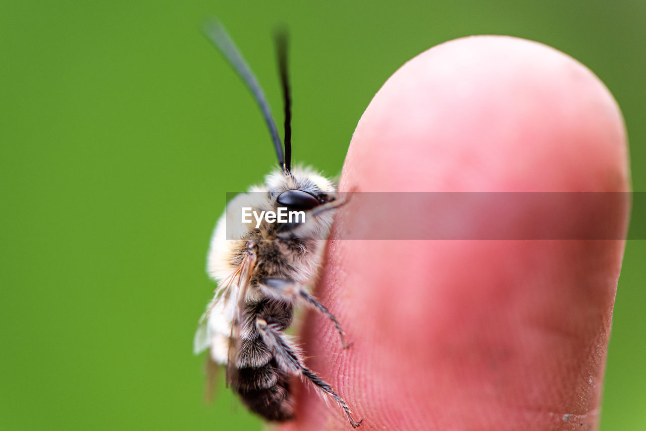 Close-up of bee on human finger 