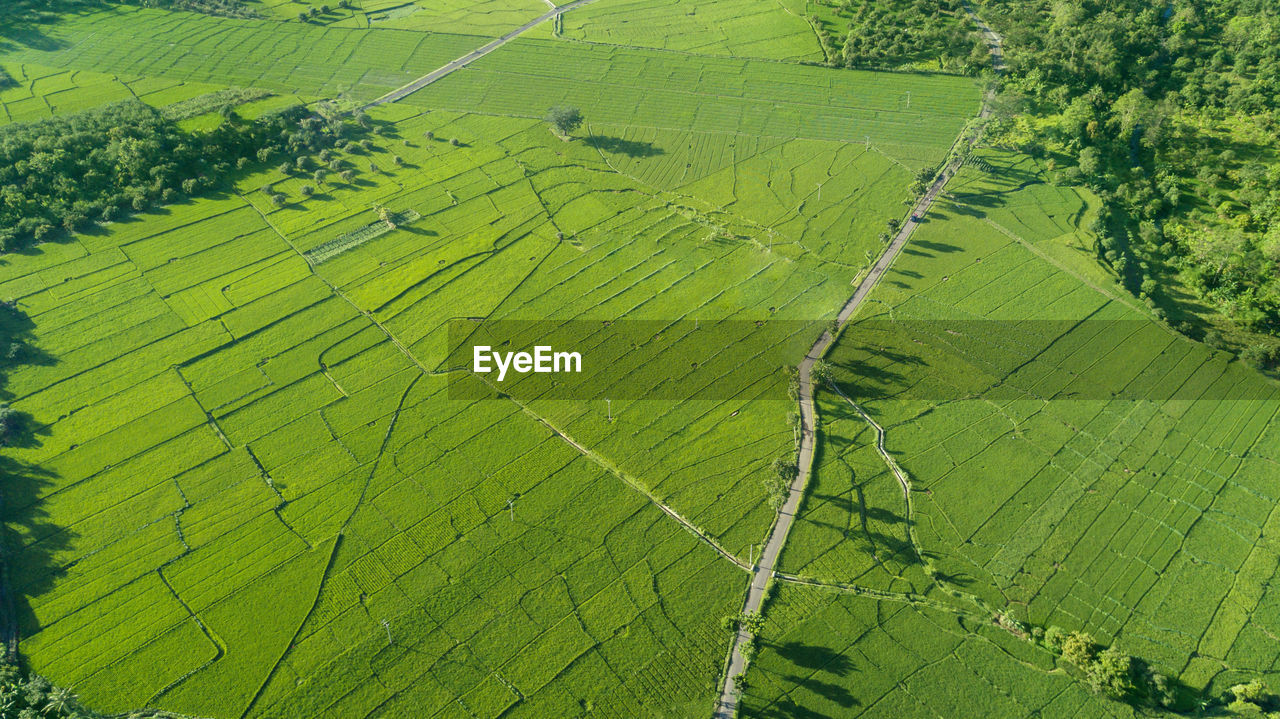 Scenic view of agricultural field