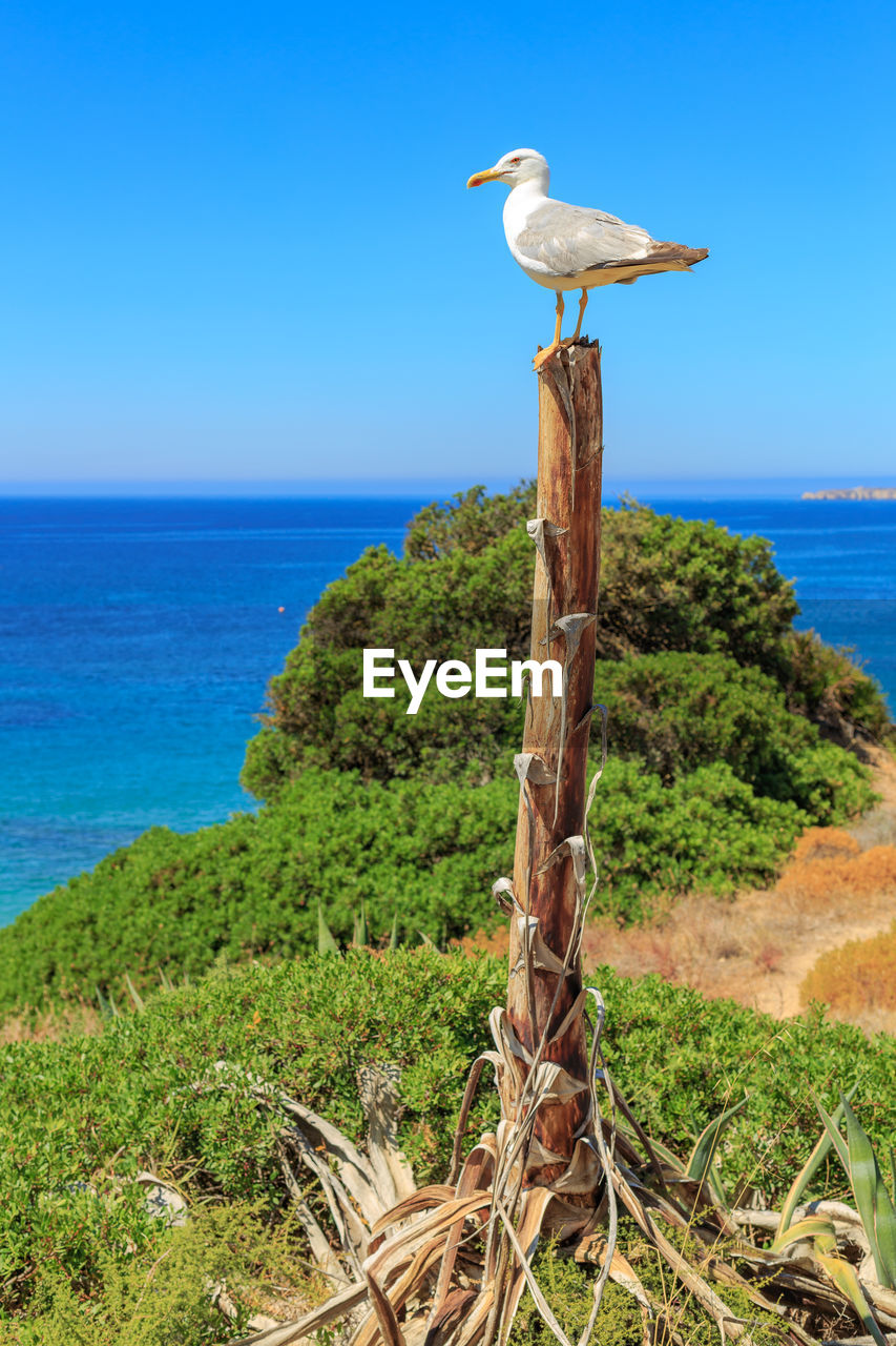 Bird perching on tree by sea against clear blue sky