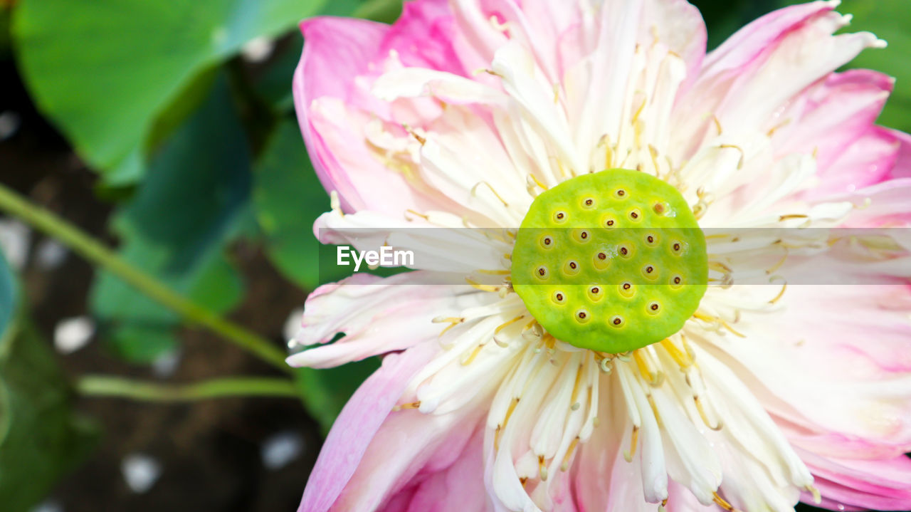 CLOSE-UP OF PINK LOTUS