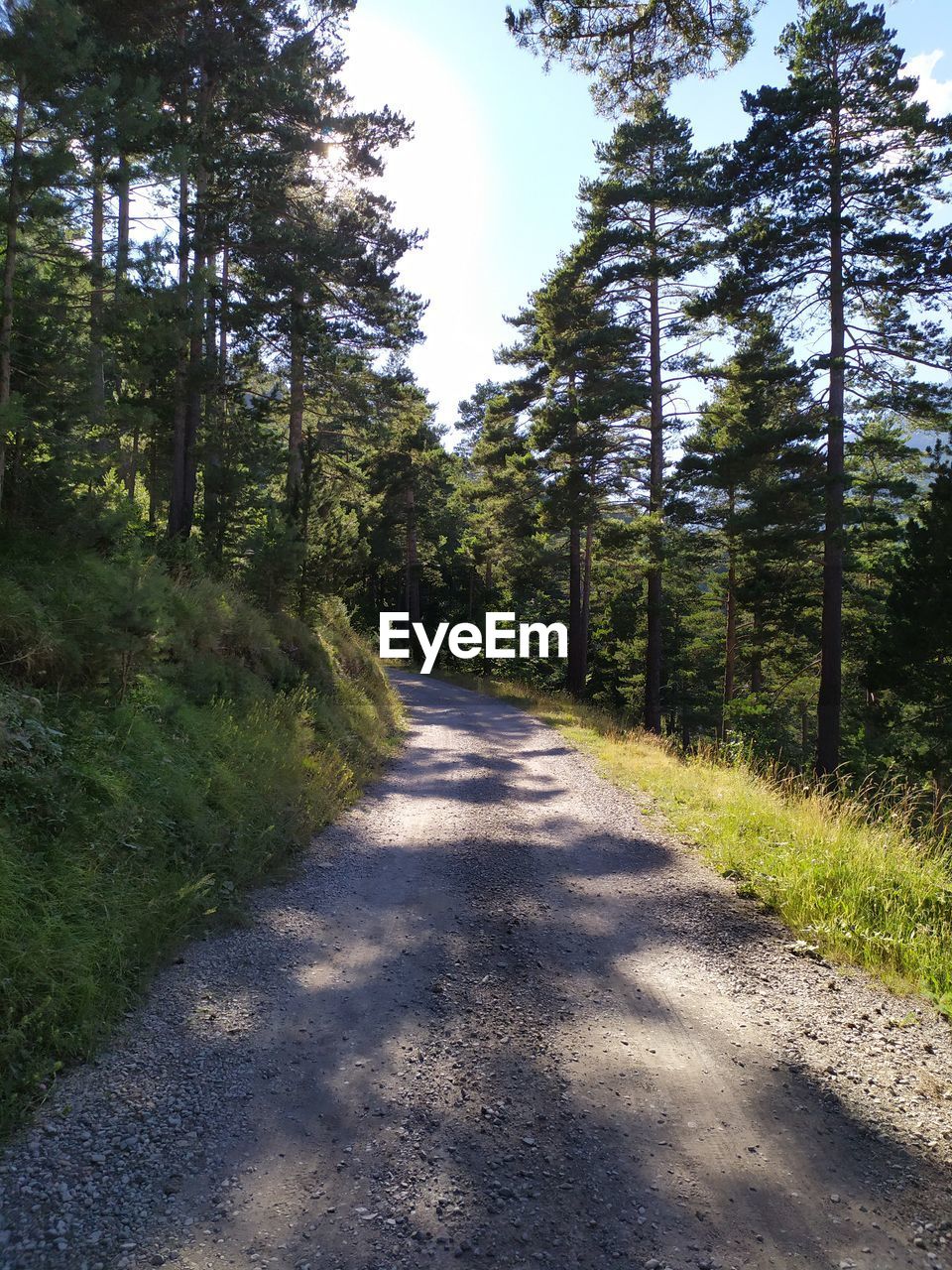 DIRT ROAD AMIDST TREES IN FOREST