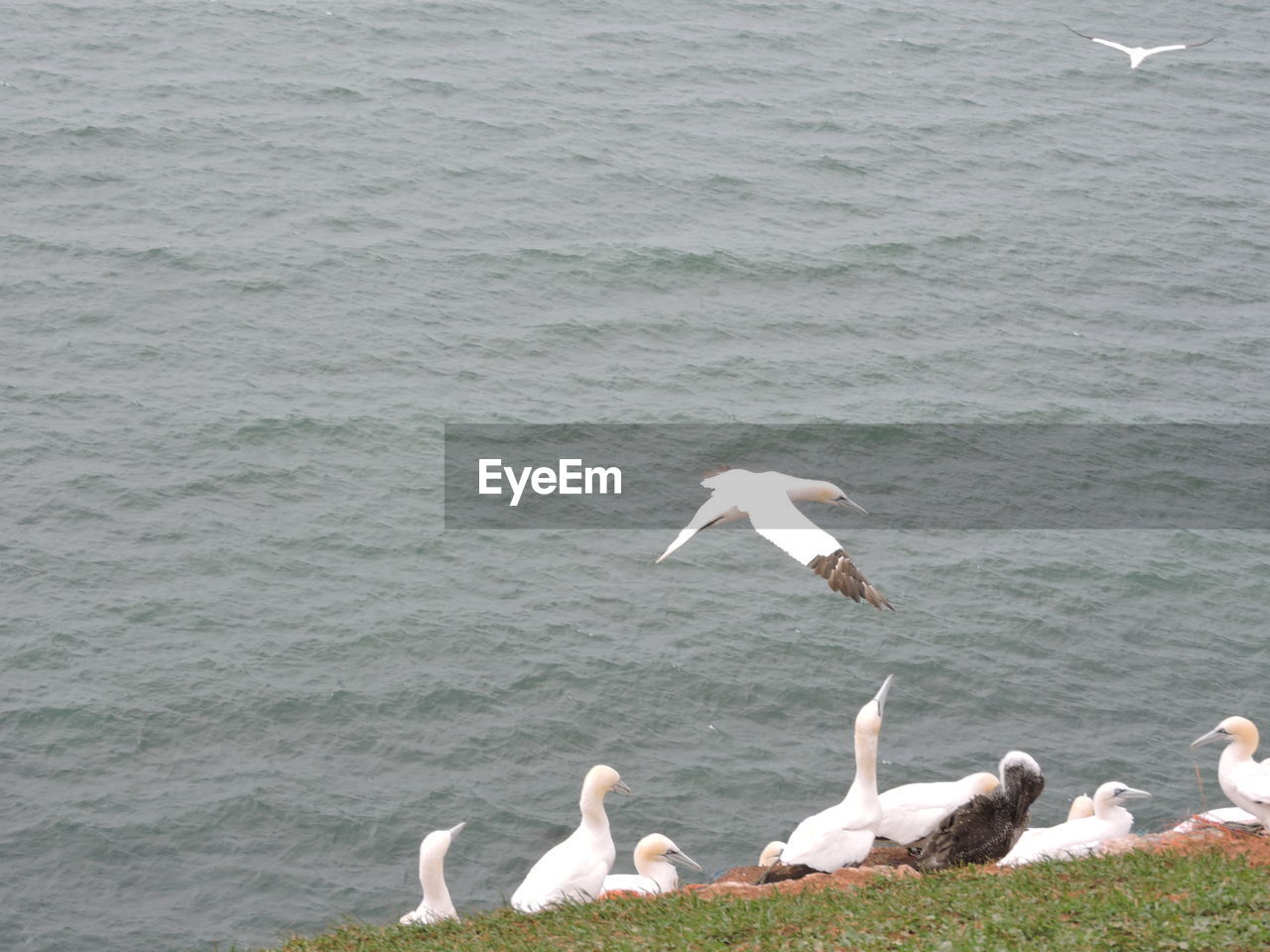 SEAGULLS PERCHING ON SEA