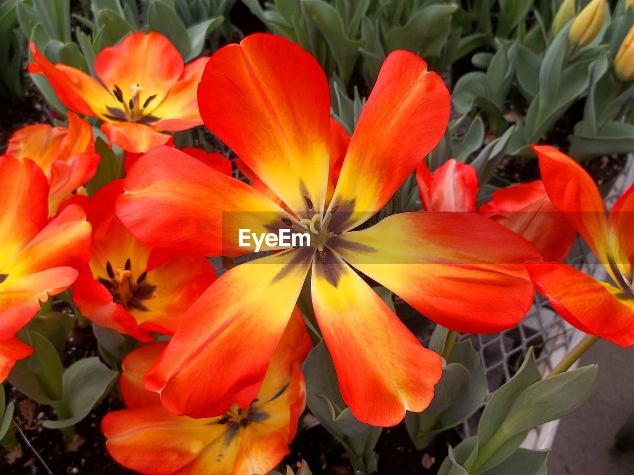 CLOSE-UP OF ORANGE DAY BLOOMING OUTDOORS