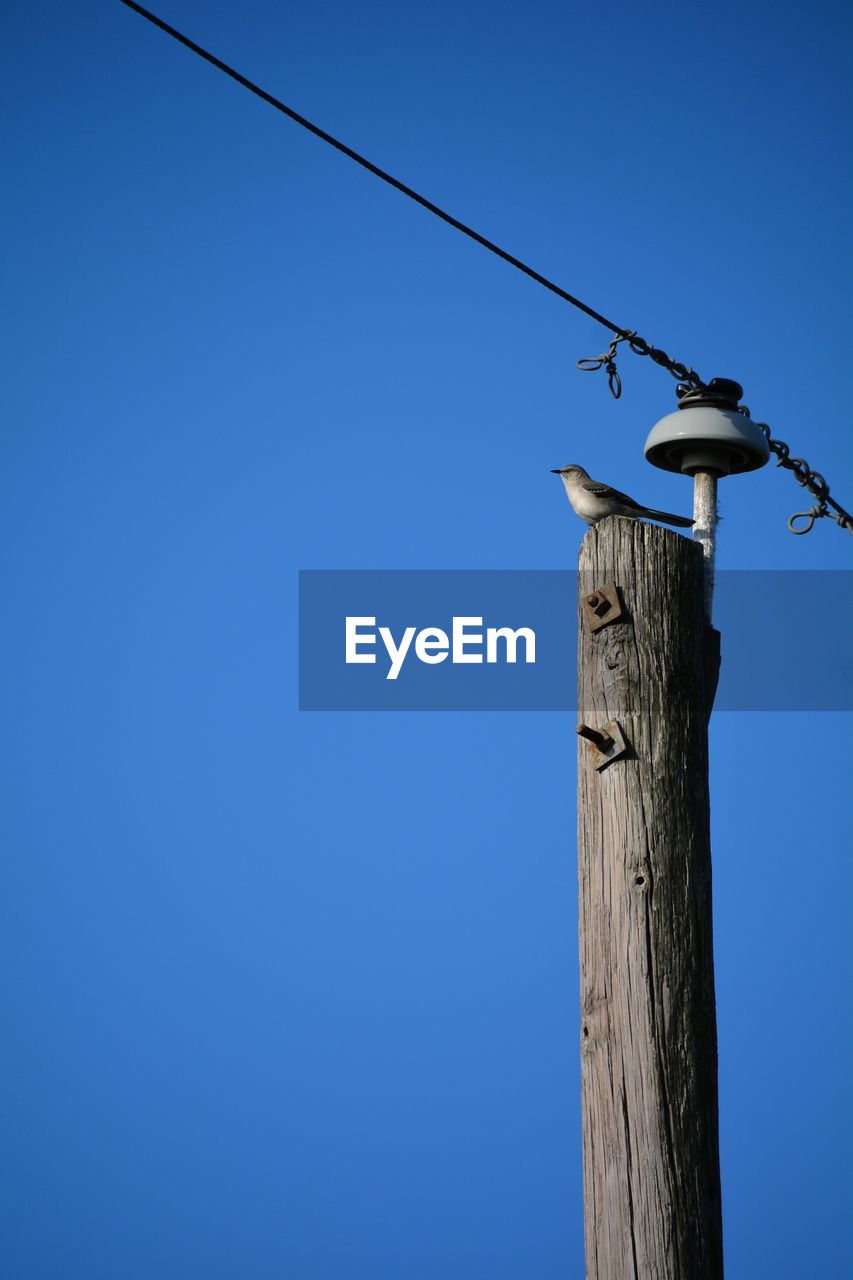 Low angle view of bird perching on wooden post against sky